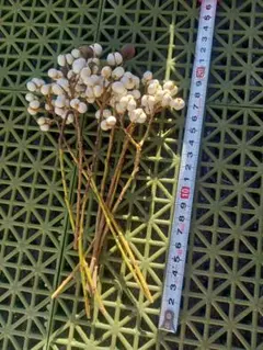 Item thumbnail for item fc469f0b-12a3-4aff-938b-bec902252b41