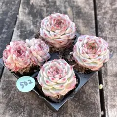 NEW❗️502 多肉植物　多肉植物　ベルベット　抜き苗　寄せ植え　4苗セット❣️