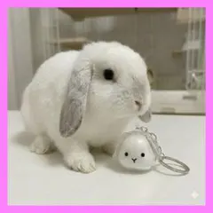 うさぎ 毛玉入れキーホルダー 垂れ耳 メモリアル 透明 癒し3Ｆ
