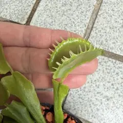 食虫植物 ハエトリソウ 大狼 子株 - メルカリ