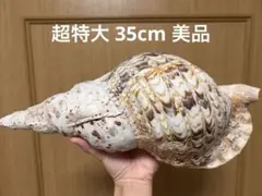 2025年最新】法螺貝の人気アイテム - メルカリ