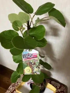 サンゴールドキウイ27玉サイズ44個入2ケース - メルカリ