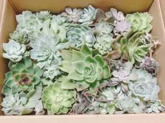 大量⭐︎大苗多数⭐︎多肉セット売り　カット苗　多肉植物　エケベリア