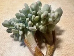 ゆ*り様 1041新品種　三日月綴化　エケベリア　多肉植物　撮影2月23日
