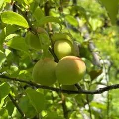 青梅 梅　ウメ　うめ　箱込み 約1kg 梅シロップ作りなどにのサムネイル