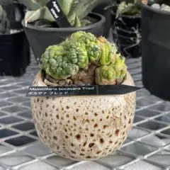 2025年最新】ボカサナの人気アイテム - メルカリ