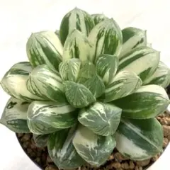 オブツーサ錦 混合種子 令和7年産 注文よろしくお願いします^ ^ 多肉植物 ハオルチア 令和7年4-6月採る オブツーサ錦 混合交配種子 100