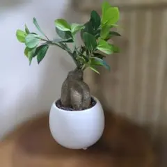 ガジュマル 観葉植物 鉢植え　フェイクグリーンのサムネイル