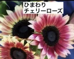 ❤️珍しい＊ひまわりF1 チェリーローズ 種１０粒➕サポナリアピンクおまけの種