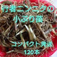 北海道産行者ニンニク2kg採れたて。 北海道産行者ニンニク2kg採れたて。 - メルカリ