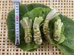 無農薬　安曇野産ミニわさび1kgのサムネイル