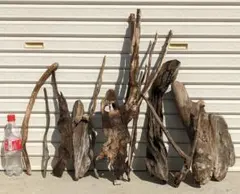 Item thumbnail for item 49da9031-2d10-4d94-8006-f1c8d8697d1b