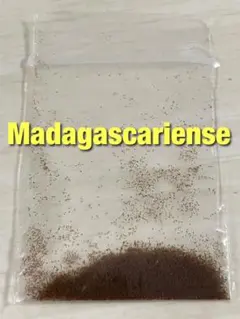 胞子 Madagascariense マダガスカリエンセ 胞子培養 ビカクシダのサムネイル