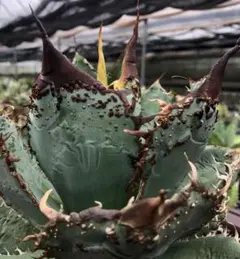 【個数限定】特選アガベ - 狂鯨 （Berlin産） ③ 個数限定】Agave 狂鯨 （Berlin産）③ - メルカリ