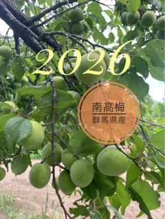 和歌山県産】栽培期間中農薬不使用の南高梅青梅。朝収穫・当日発送