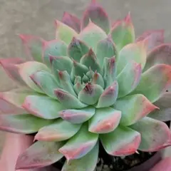 リンゼアナ×リンゼアナ　札付き　ty苗 リンゼアナ×中里リンゼアナ札付きポットごとメルカリ便TYさん苗