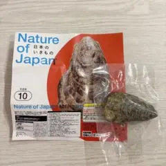日本のいきもの01 マガキ