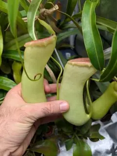 2026年最新】ネペンテス ベントリコーサの人気アイテム - メルカリ