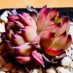 多肉植物❣️チャールストン❣️韓国苗育成 抜き苗 f160のサムネイル
