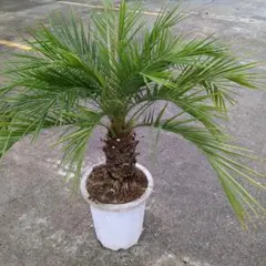 2025年最新】フェニックスロベレニー 10号の人気アイテム - メルカリ