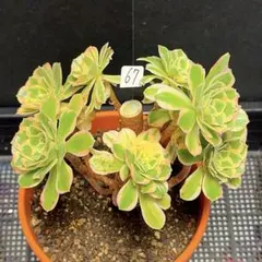 65 #観葉植物アエオニウム錦❤️富士雪錦❤️7大小頭18cm 拔き苗