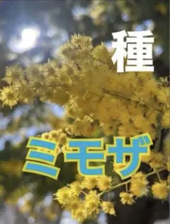 ミモザ 50粒 アカシア 種 ドライフラワー 銀葉アカシア パープル 珍しい