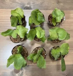 ビカクシダ・ビーチー　苔玉仕立て　※メルカリ便発送　【大株、一点物】 希少‼︎②ビカクシダ◎コウモリラン◎苔玉◎ビーチー - メルカリ