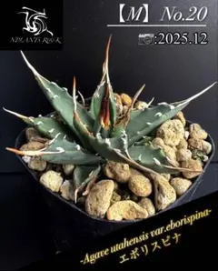 2025年最新】アガベ エボリスピナの人気アイテム - メルカリ