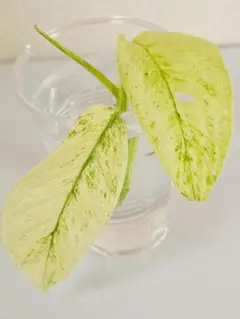 k.c.m様 リクエスト 2点 まとめ商品