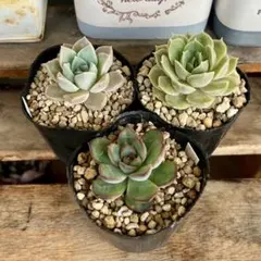 多肉植物 抜き苗セット 4のサムネイル