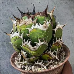 2025年最新】アガベ鳳凰の人気アイテム - メルカリ