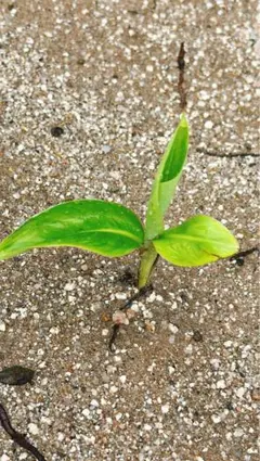 1点モノ／セット販売】ピンク斑入りバナナ × パンダガジュマルA4✨ 1