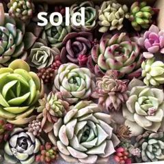 ②ゴロゴロ大きな！多肉植物カット苗セット　ゆうパケットポスト箱で発送