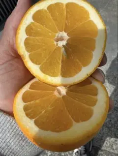 河内晩柑　超訳あり　箱込み10キロ