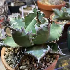 2026年最新】姫厳竜 子株の人気アイテム - メルカリ