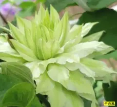 アマリリス球根 ダブルグリーン 超稀有 カキコ1つあり 2164 - メルカリ
