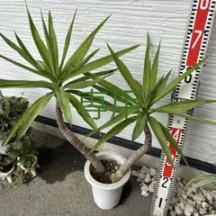 青年の木 120cmしっかり根付き株 ユッカ エレファンティペス 匿名配送