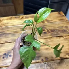 モンステラデリシオーサバールマルクスフレーム4号鉢植え美株レア