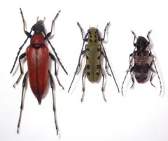 2026年最新】カミキリ 昆虫標本の人気アイテム - メルカリ