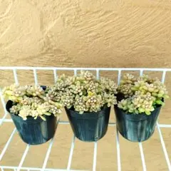 moa様 リクエスト 3点 まとめ商品