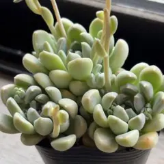 多肉植物　おもち（つぶつぶ屋さん）　抜き苗