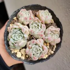 みき様 リクエスト 3点 まとめ商品