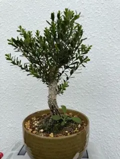 Euphorbia gatbergensis ユーフォルビア ガトベルゲンシス - メルカリ