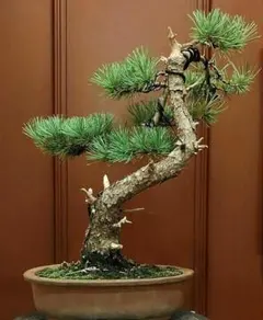 盆栽 五葉松 上下22cm | Mercari