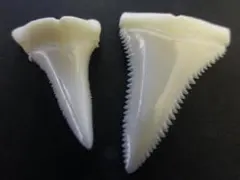 【サメ田様専用】ホホジロザメ(上下顎2本セット) 計 57.6mm