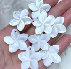 プリメリア　貝殻　天然　穴あき　パーツ　素材　目印チャーム　ホワイト　花　ハワイ