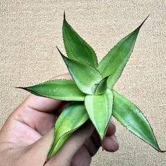 Lj_plants】Z429アガベ オバティフォリア オルカ 覆輪錦 - メルカリ