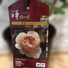 禅ローズ 真宙 (Masora) 苗 强香四季咲き接木高約70cm8号鉢5/28 禅ローズ 真宙 (Masora) 苗 四季咲き接木高さ約70cm8号鉢5/28 - メルカリ