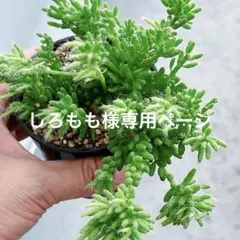 しろもも様専用ページです。 リプサリス　メセンブリアンテモイデス　ポットの中全部