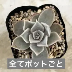 きみチャン様 リクエスト 2点 まとめ商品